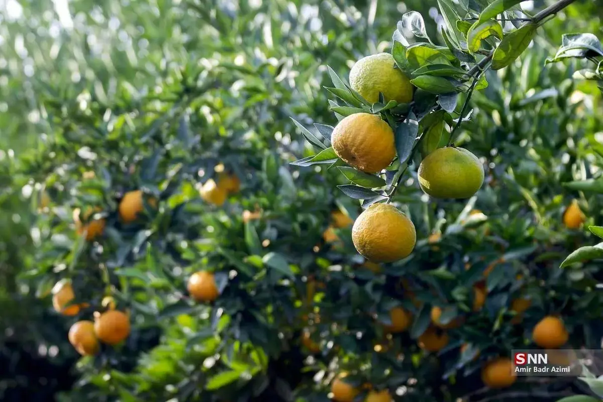 عطر نارنگی در هوای پاییزی هاشم‌آباد گرگان