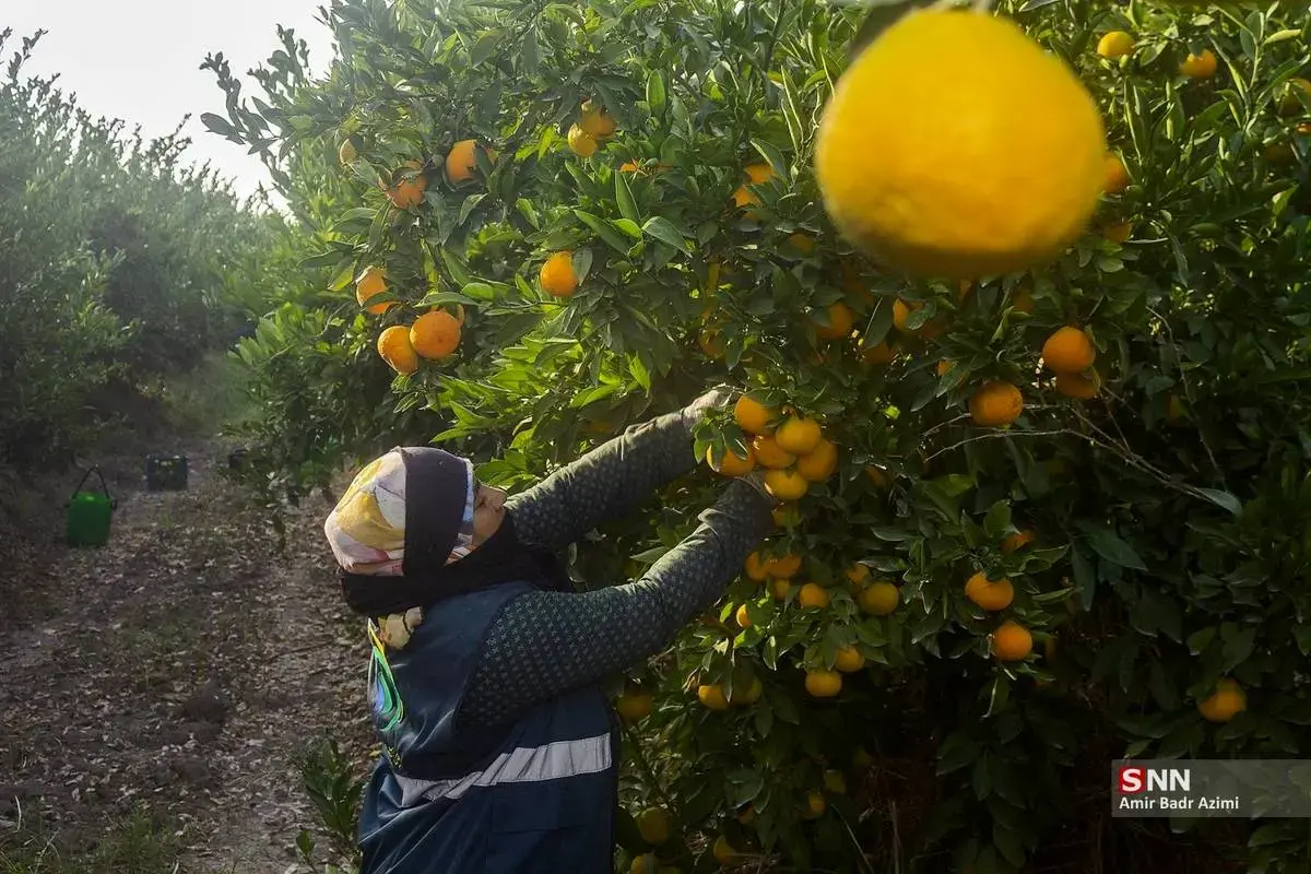 عطر نارنگی در هوای پاییزی هاشم‌آباد گرگان