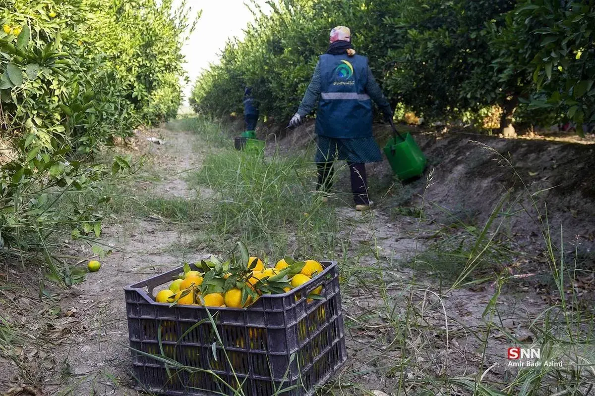 عطر نارنگی در هوای پاییزی هاشم‌آباد گرگان