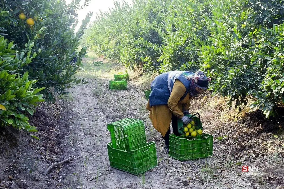 عطر نارنگی در هوای پاییزی هاشم‌آباد گرگان