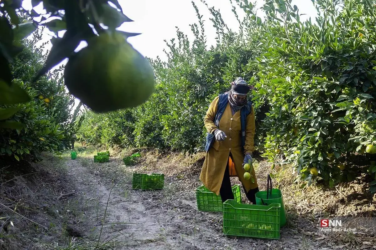 عطر نارنگی در هوای پاییزی هاشم‌آباد گرگان