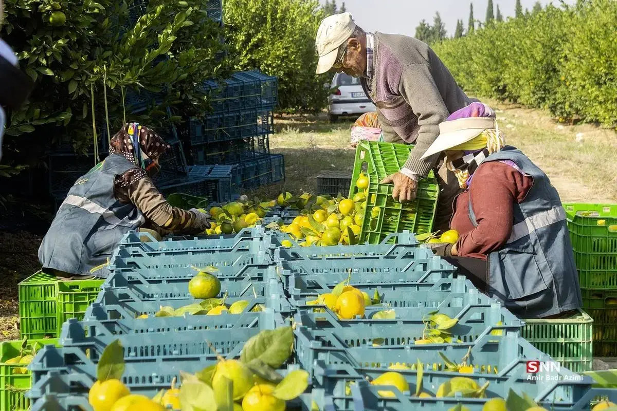 عطر نارنگی در هوای پاییزی هاشم‌آباد گرگان