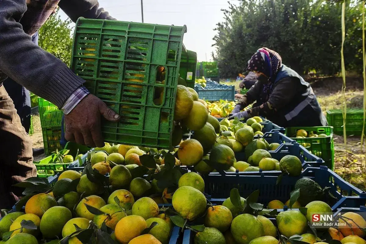 عطر نارنگی در هوای پاییزی هاشم‌آباد گرگان