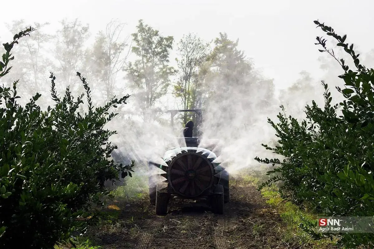 عطر نارنگی در هوای پاییزی هاشم‌آباد گرگان