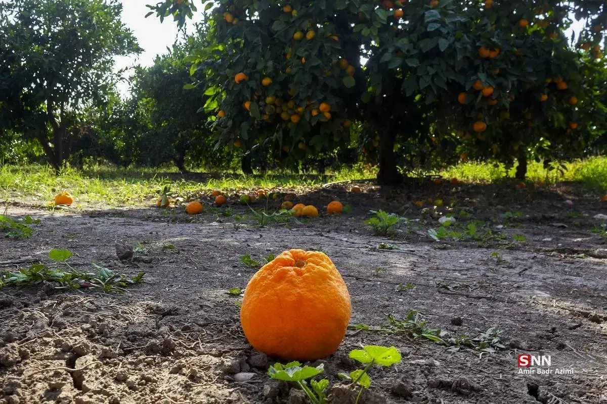 عطر نارنگی در هوای پاییزی هاشم‌آباد گرگان