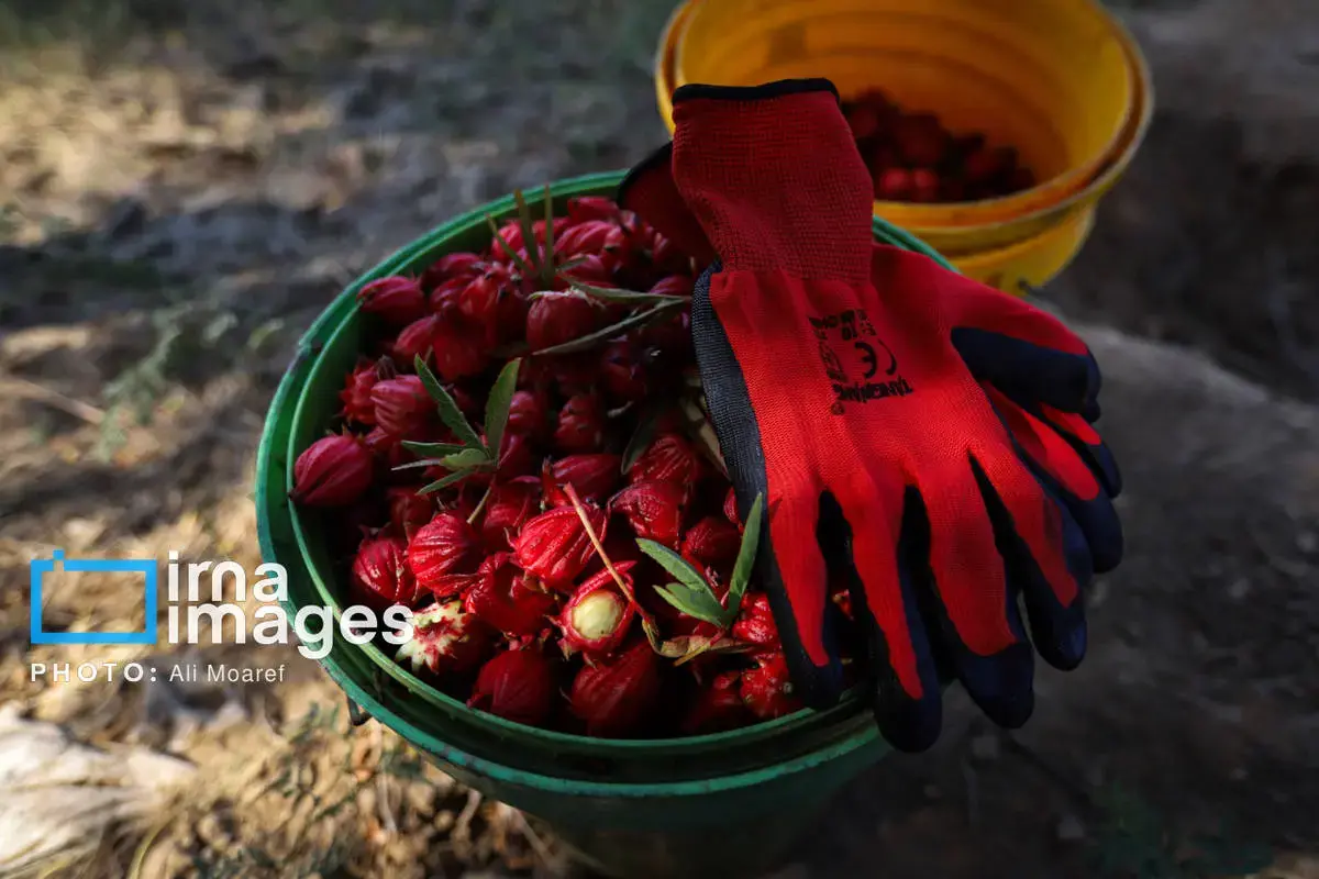 عطر پاییز با رنگ چای ترش در دستان کشاورزان