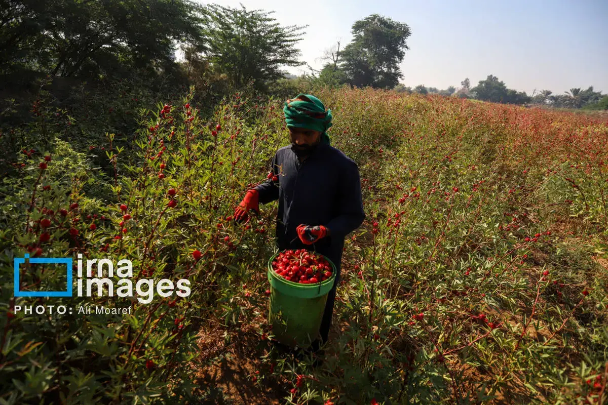 عطر پاییز با رنگ چای ترش در دستان کشاورزان