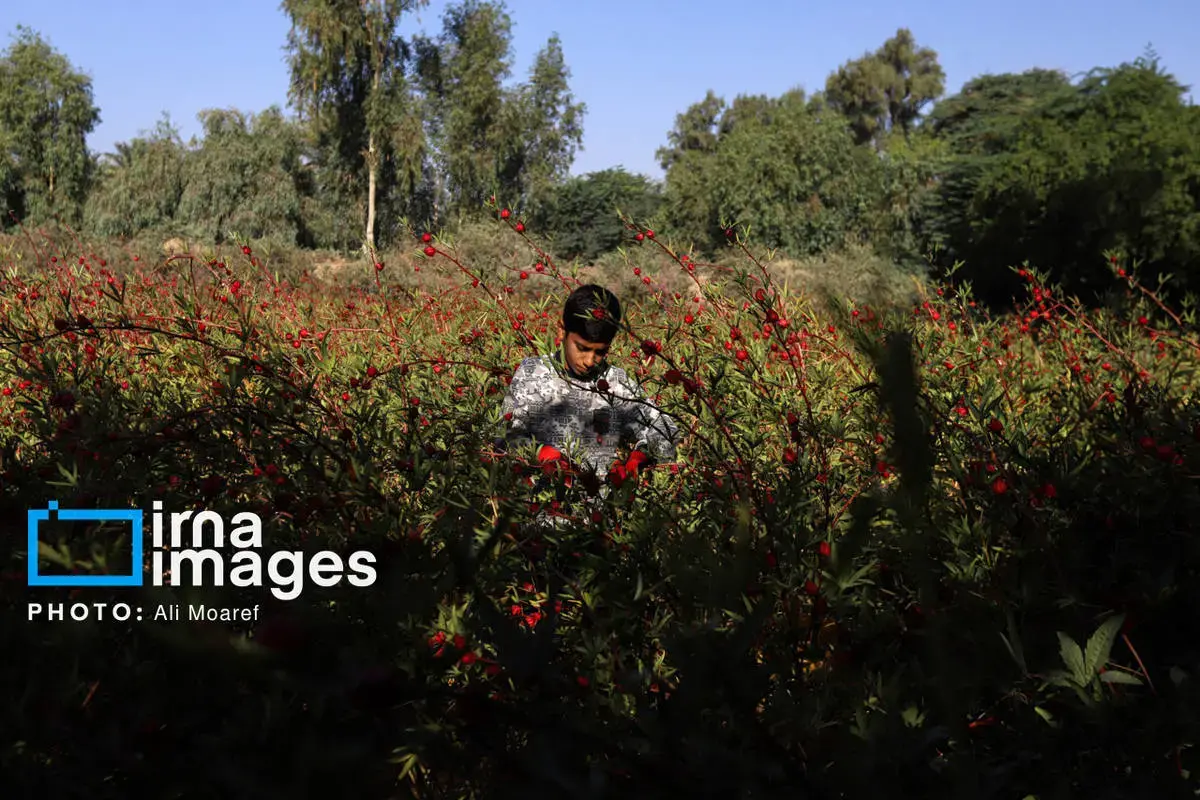 عطر پاییز با رنگ چای ترش در دستان کشاورزان