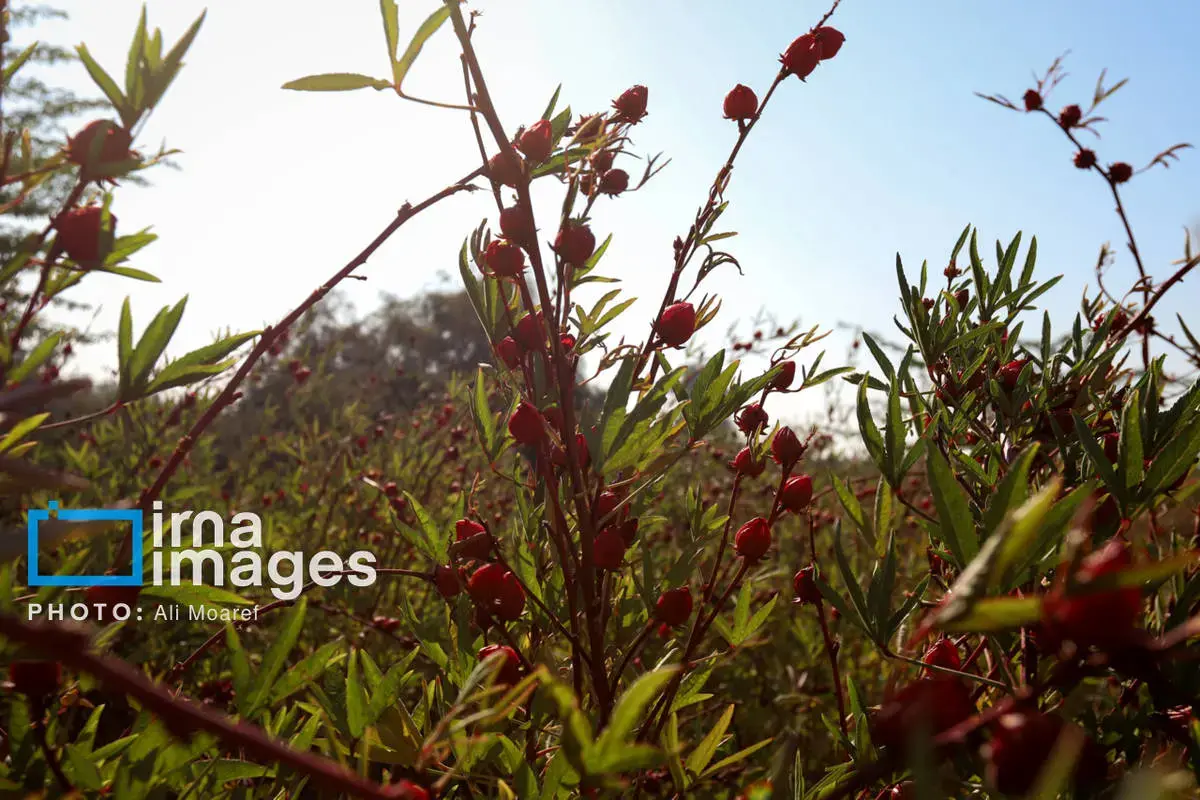 عطر پاییز با رنگ چای ترش در دستان کشاورزان