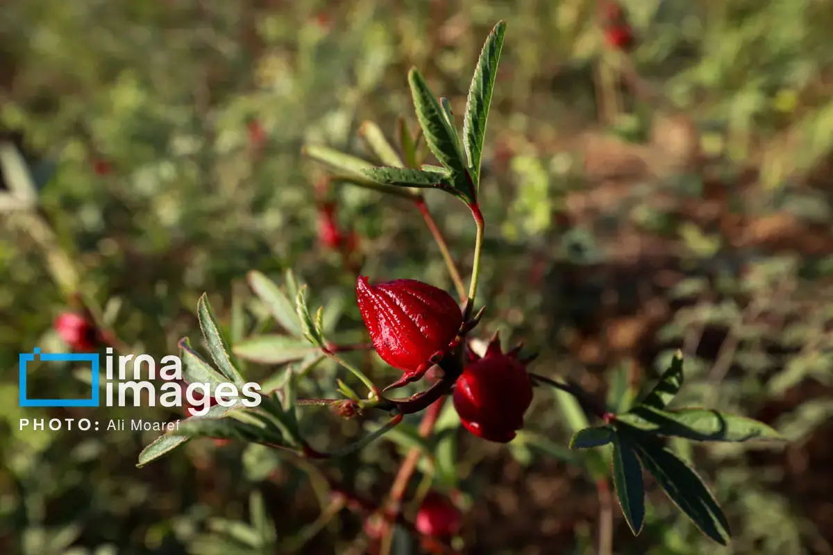 عطر پاییز با رنگ چای ترش در دستان کشاورزان