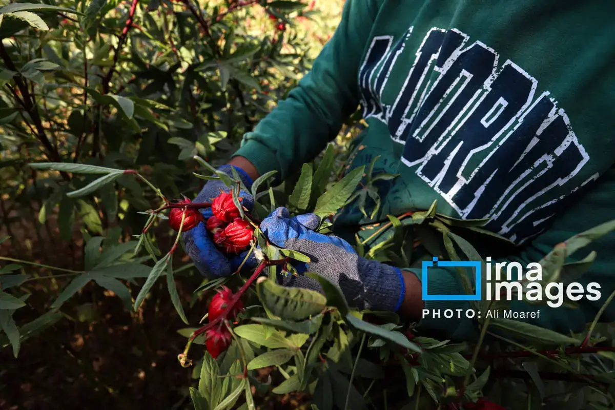 عطر پاییز با رنگ چای ترش در دستان کشاورزان