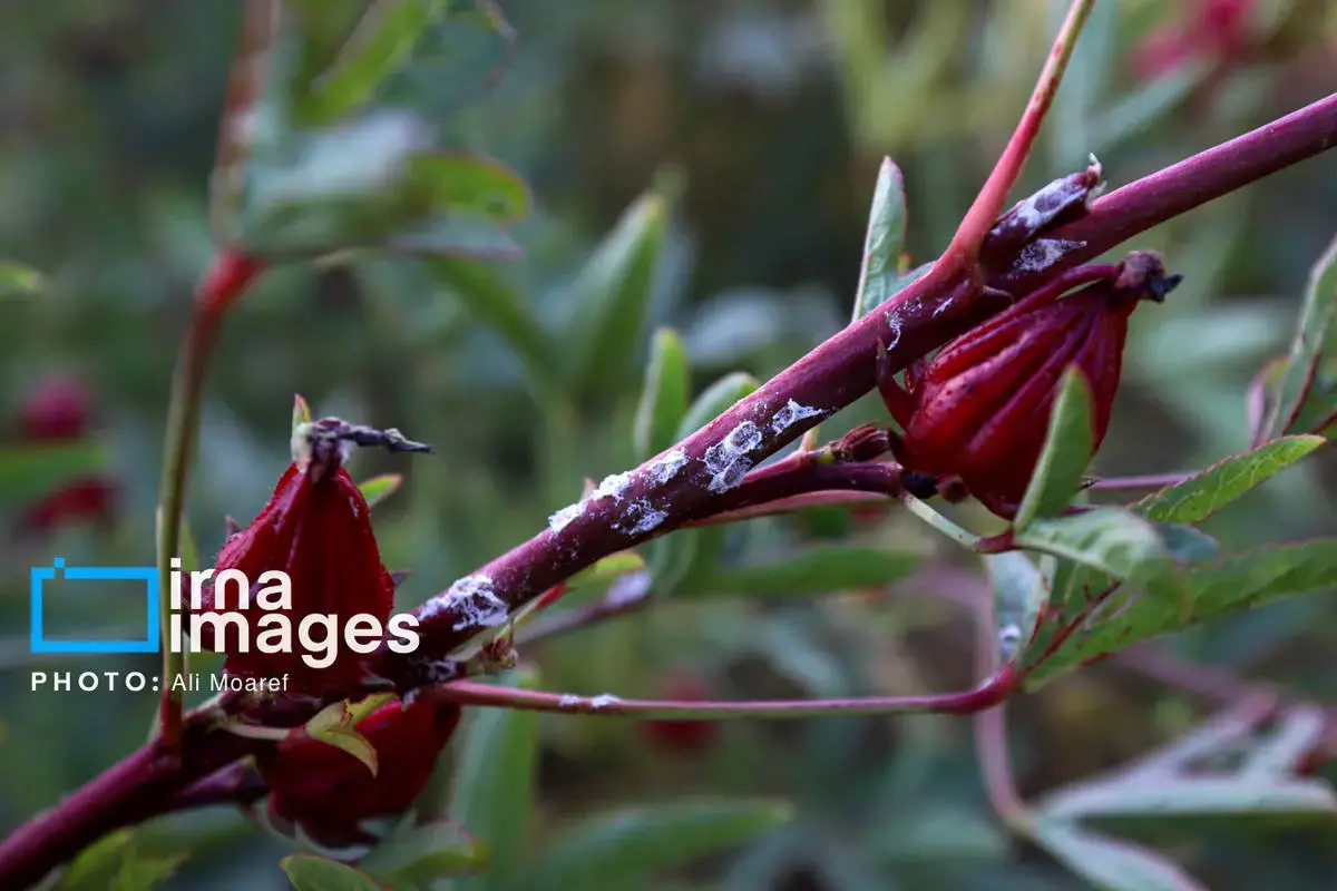 عطر پاییز با رنگ چای ترش در دستان کشاورزان