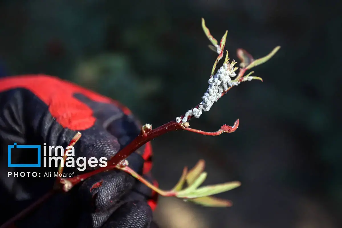 عطر پاییز با رنگ چای ترش در دستان کشاورزان