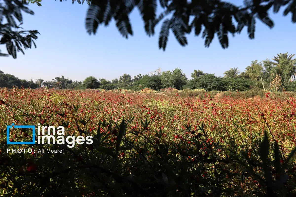 عطر پاییز با رنگ چای ترش در دستان کشاورزان