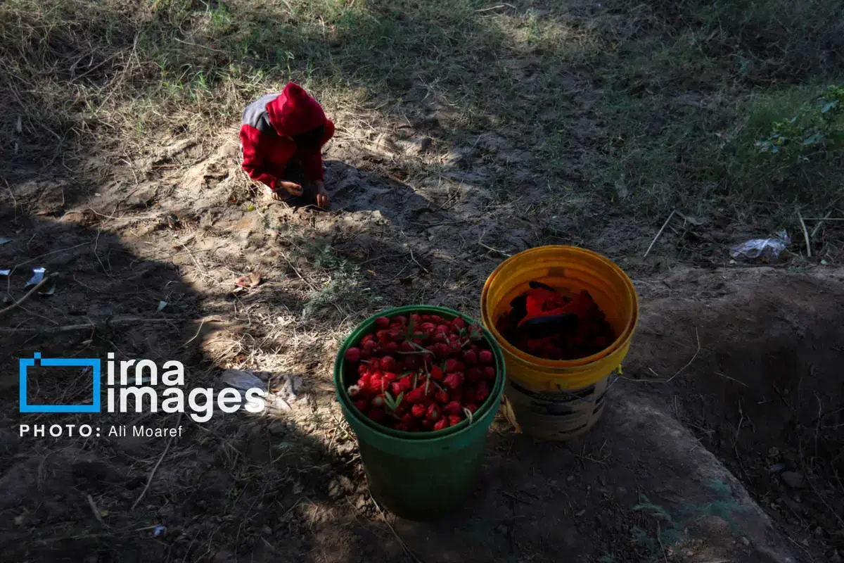 عطر پاییز با رنگ چای ترش در دستان کشاورزان