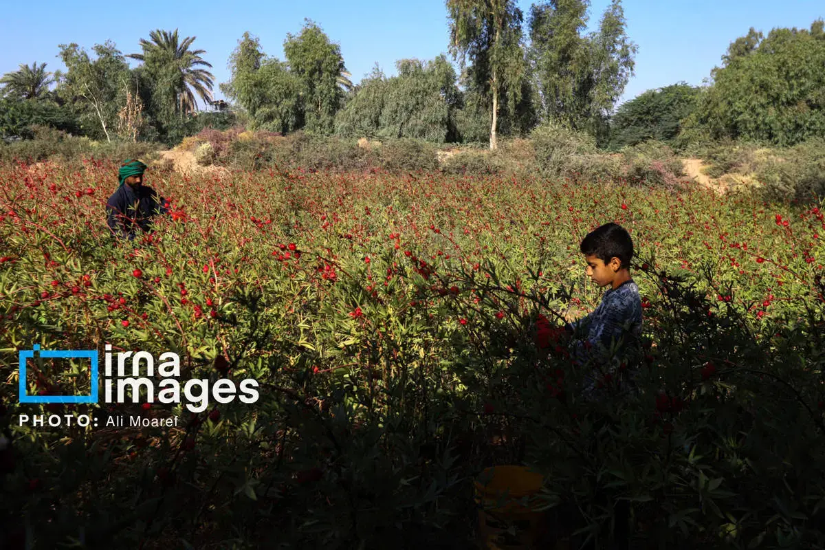 عطر پاییز با رنگ چای ترش در دستان کشاورزان