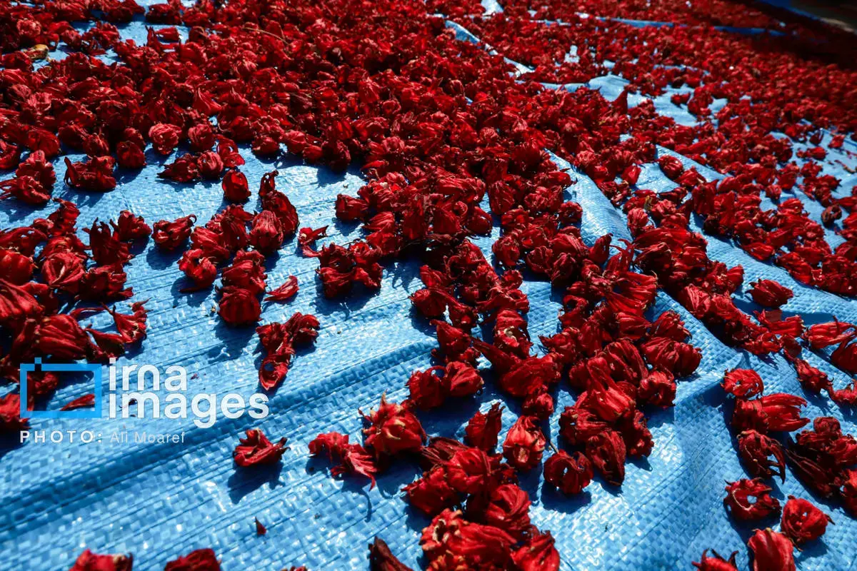 عطر پاییز با رنگ چای ترش در دستان کشاورزان