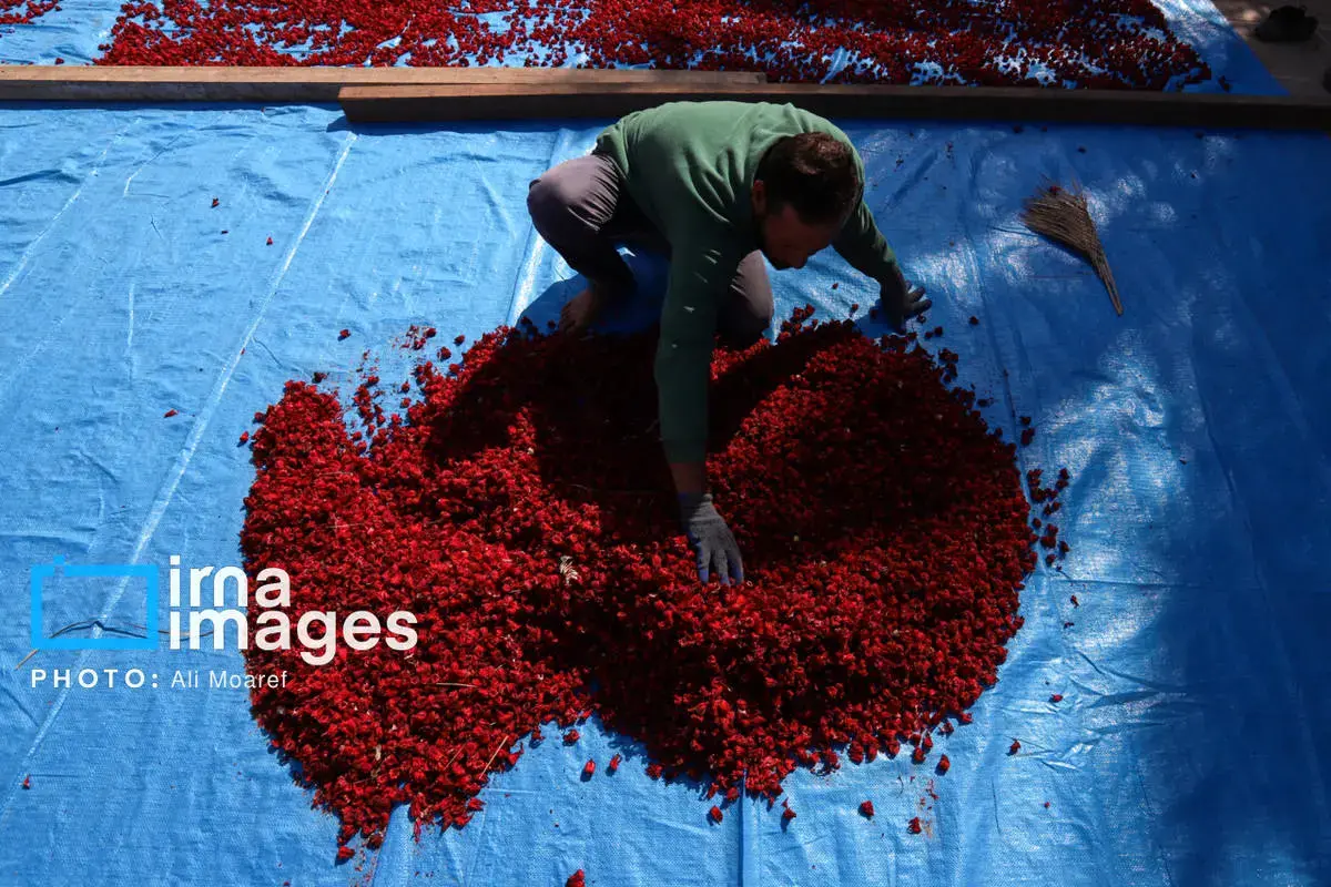 عطر پاییز با رنگ چای ترش در دستان کشاورزان