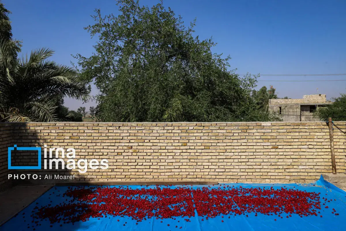 عطر پاییز با رنگ چای ترش در دستان کشاورزان