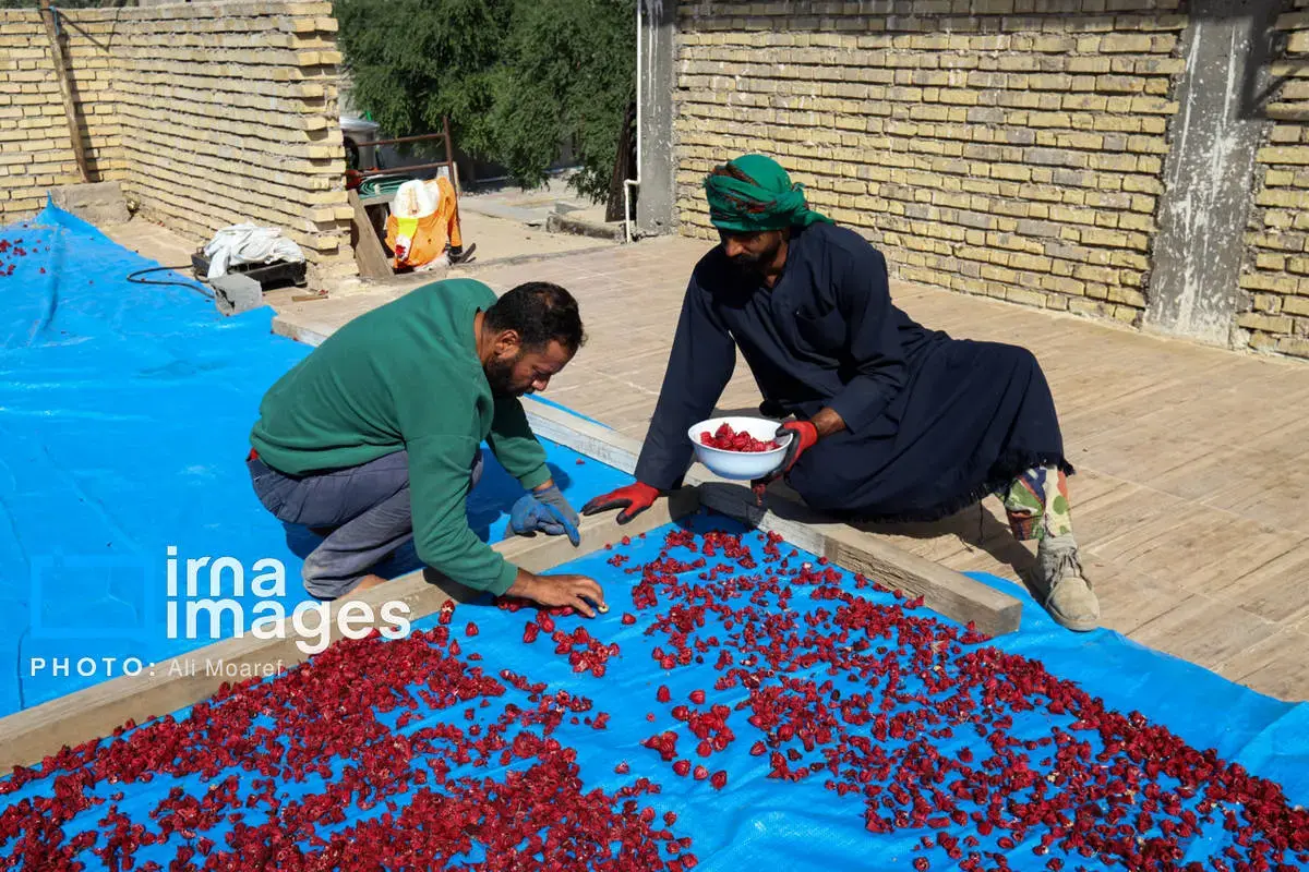 عطر پاییز با رنگ چای ترش در دستان کشاورزان