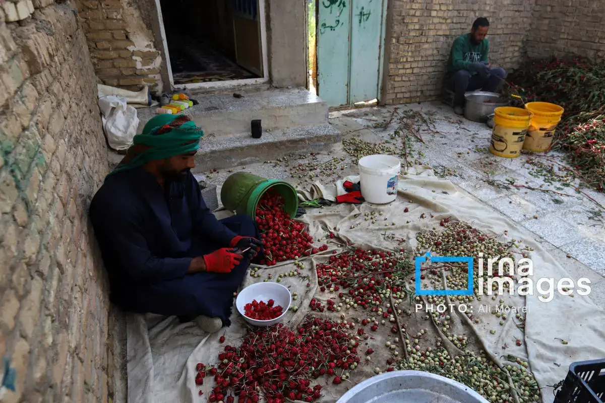 عطر پاییز با رنگ چای ترش در دستان کشاورزان