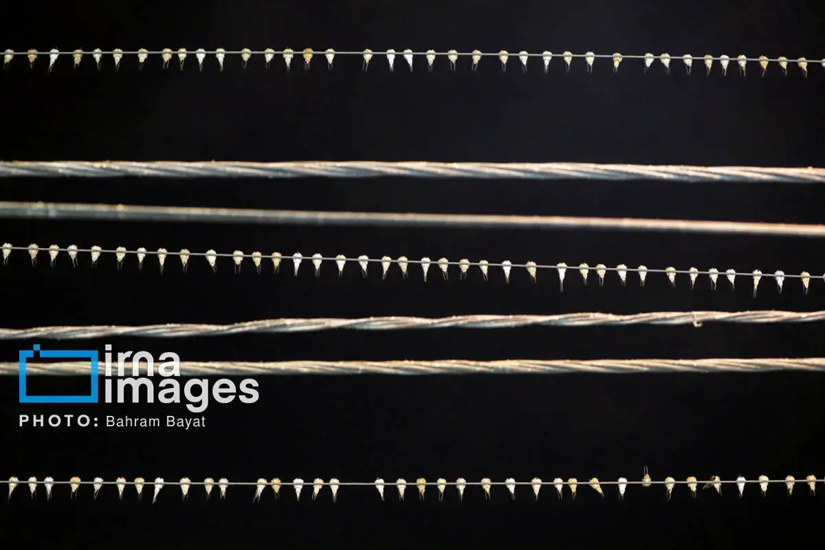 نقاشی طبیعت و فرهنگ بر بوم چابهار