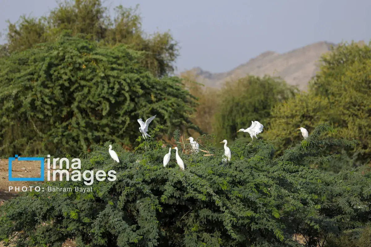 نقاشی طبیعت و فرهنگ بر بوم چابهار