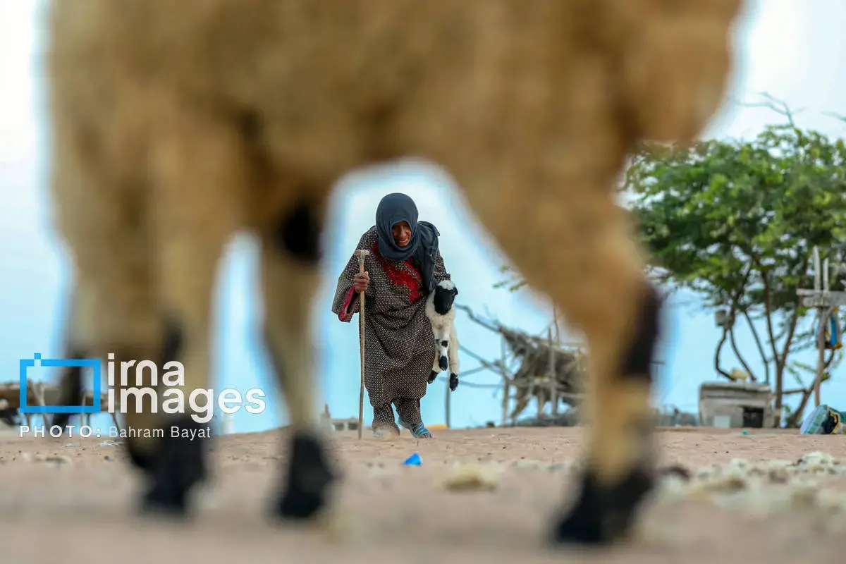 نقاشی طبیعت و فرهنگ بر بوم چابهار