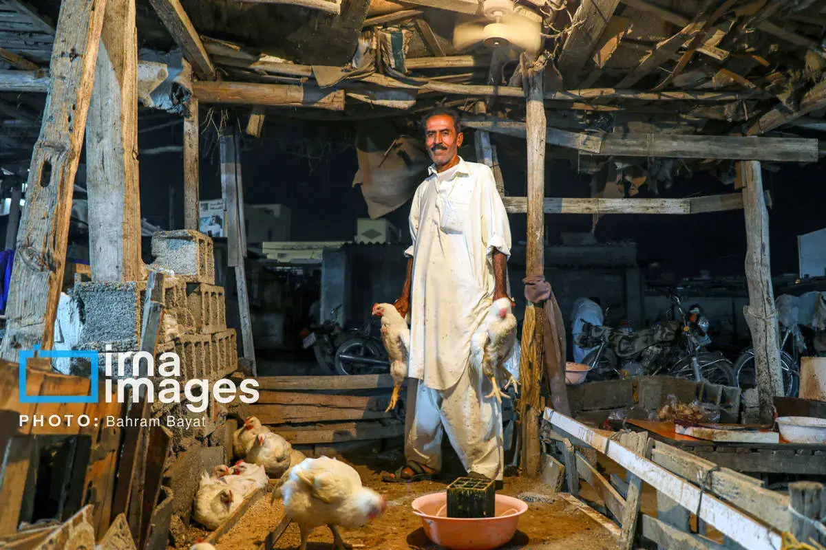 نقاشی طبیعت و فرهنگ بر بوم چابهار