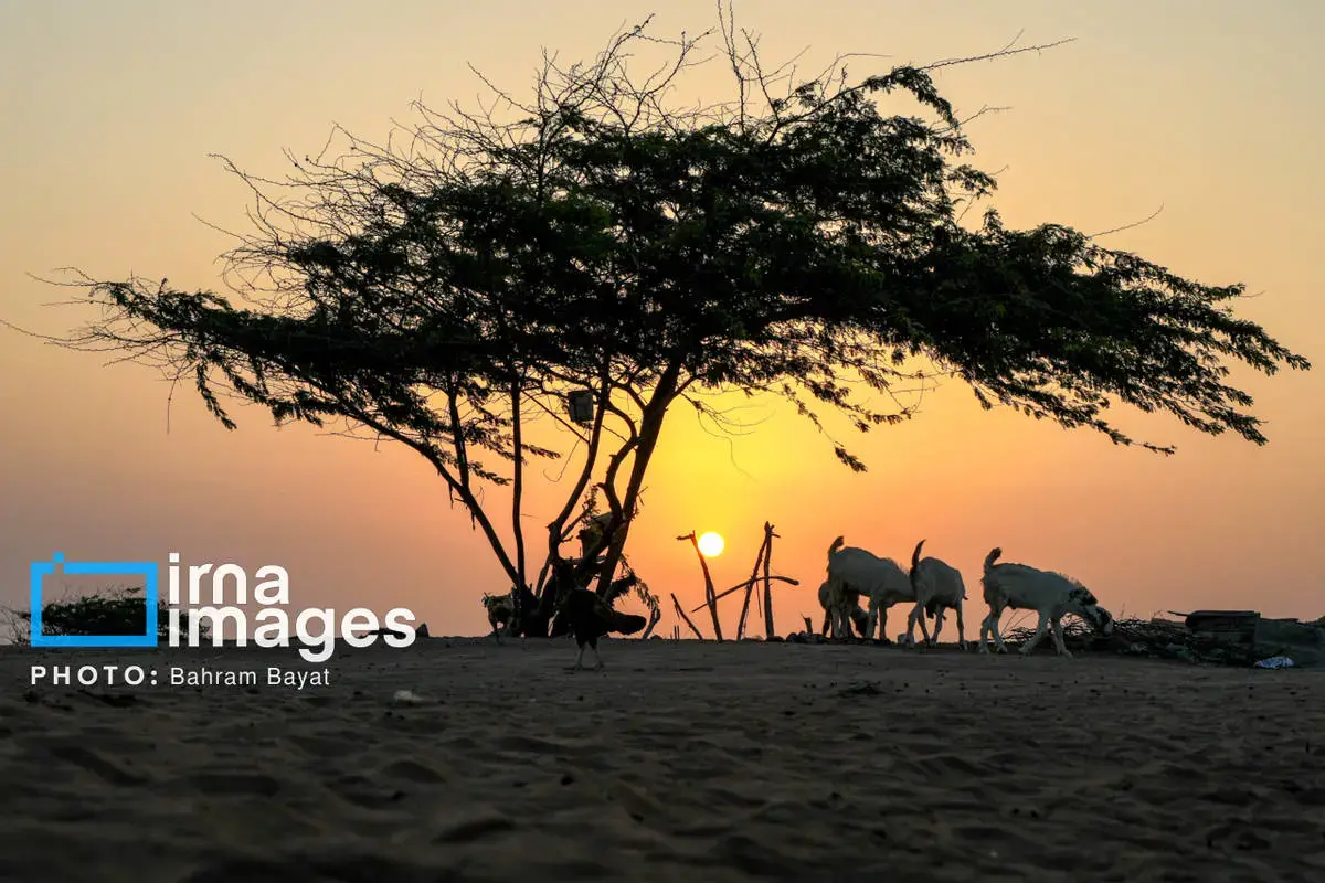 نقاشی طبیعت و فرهنگ بر بوم چابهار