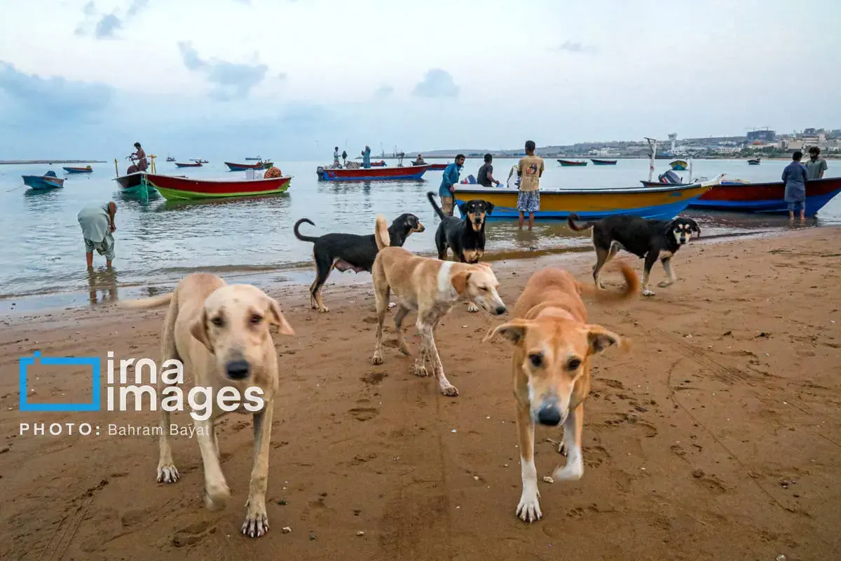 نقاشی طبیعت و فرهنگ بر بوم چابهار
