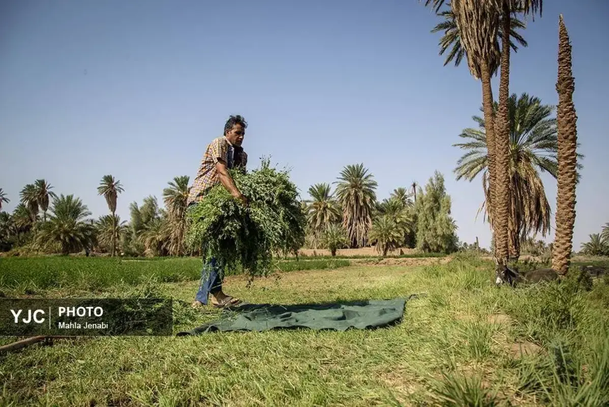 شفیع‌آباد کرمان نگینی در دل کویر
