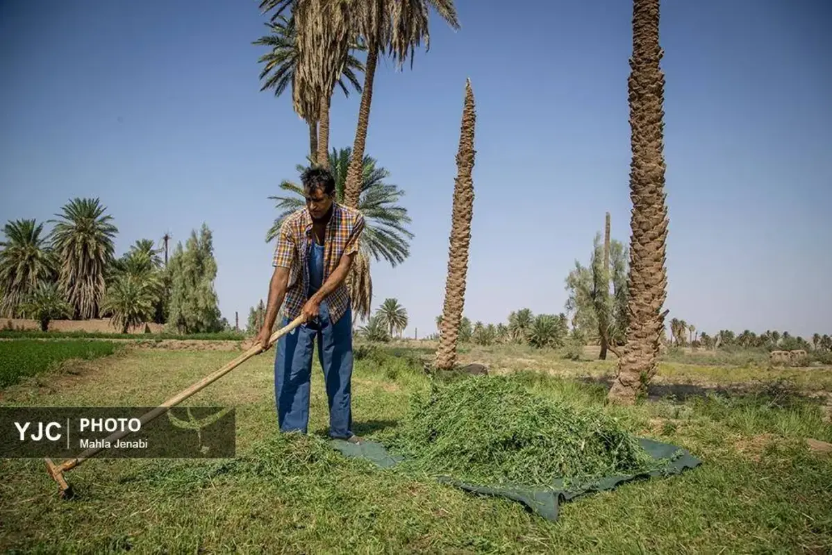 شفیع‌آباد کرمان نگینی در دل کویر