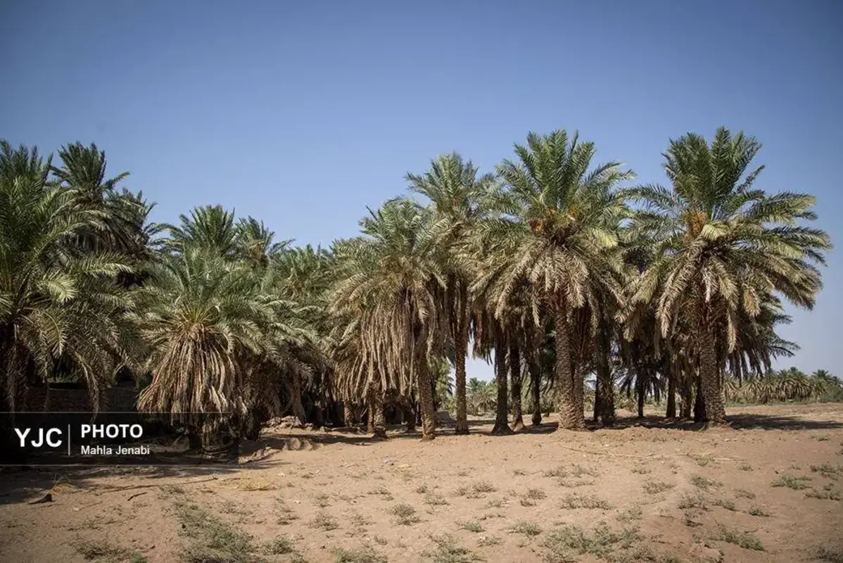 شفیع‌آباد کرمان نگینی در دل کویر