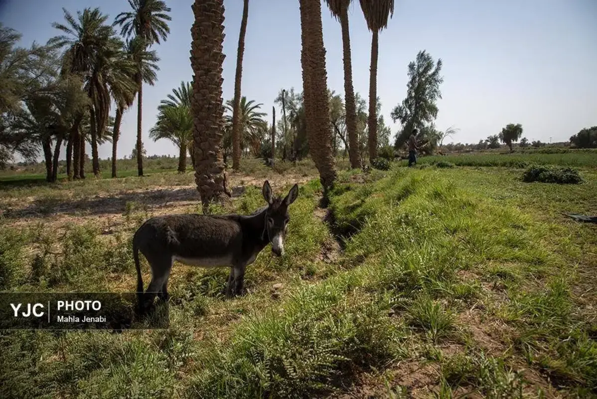 شفیع‌آباد کرمان نگینی در دل کویر