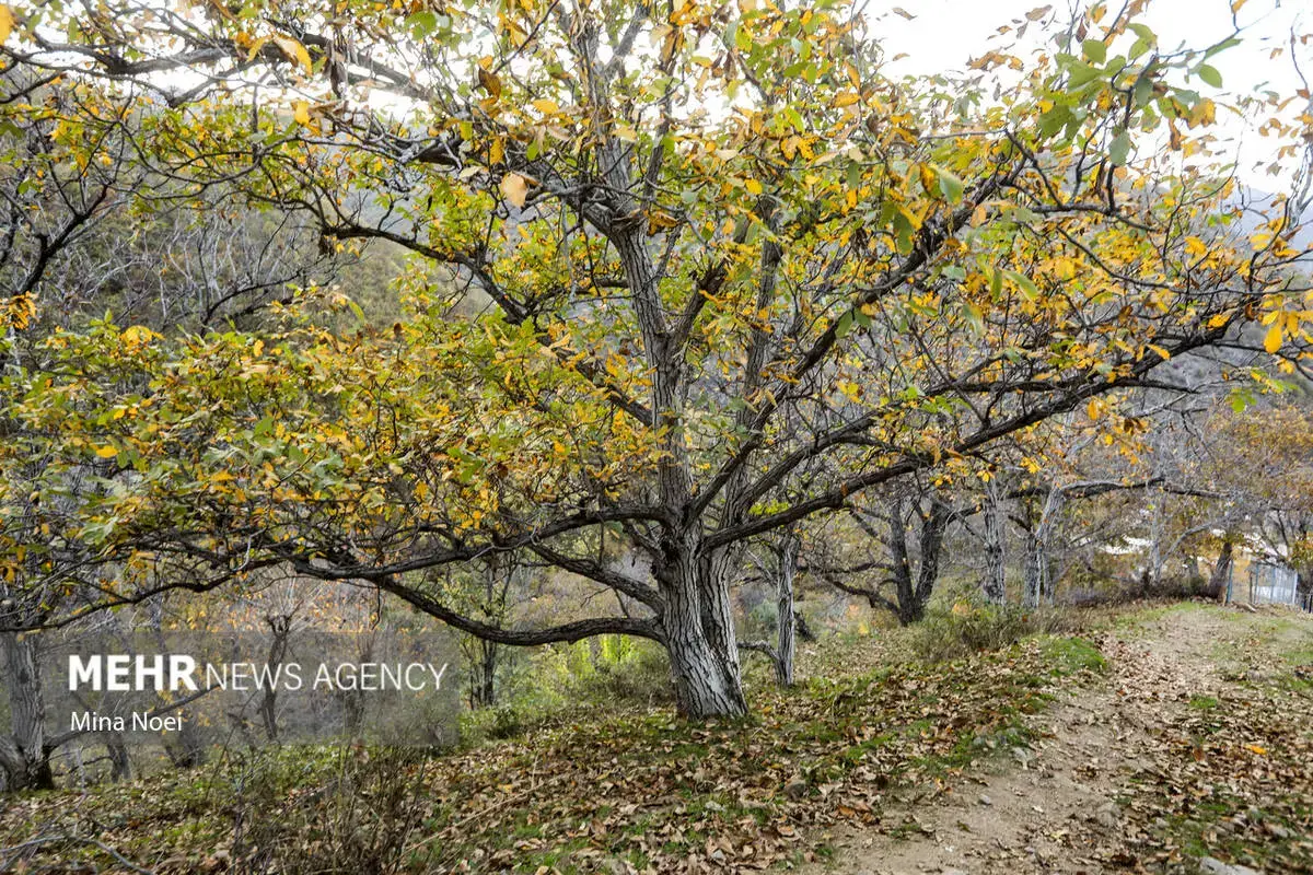 پاییز هزاررنگ در روستای نمنق