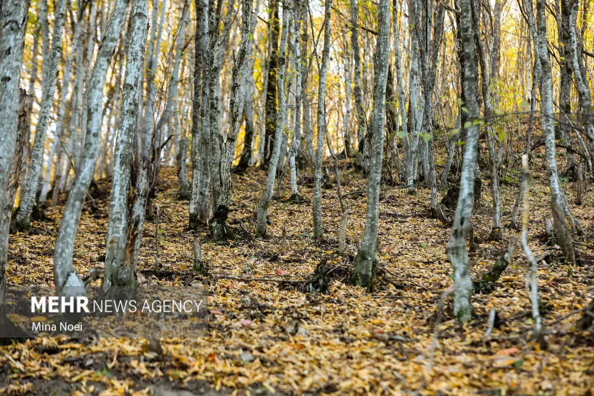 پاییز هزاررنگ در روستای نمنق
