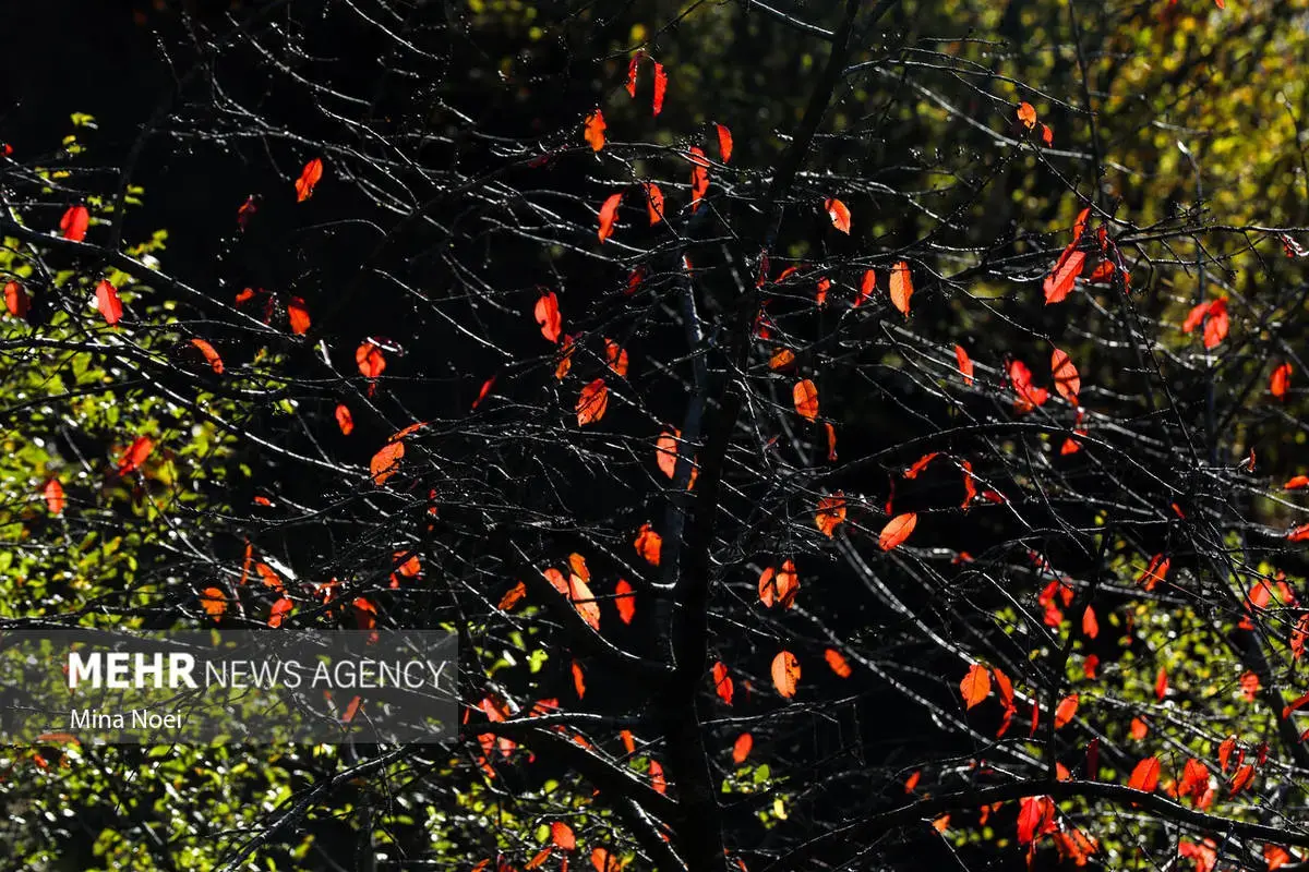 پاییز هزاررنگ در روستای نمنق