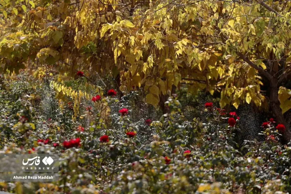 رقص برگ‌های پاییزی در باغ گل‌های شیراز