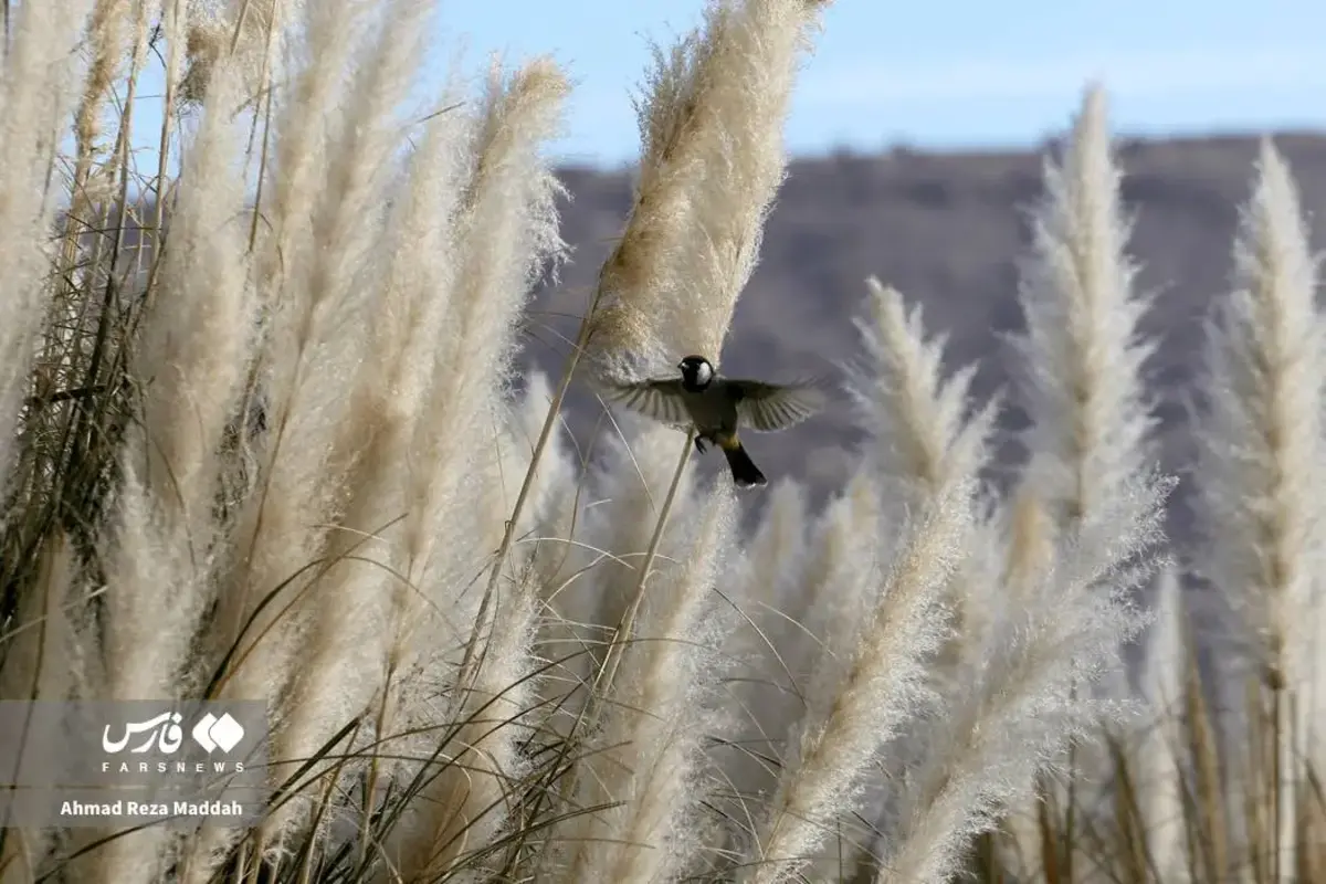 رقص برگ‌های پاییزی در باغ گل‌های شیراز