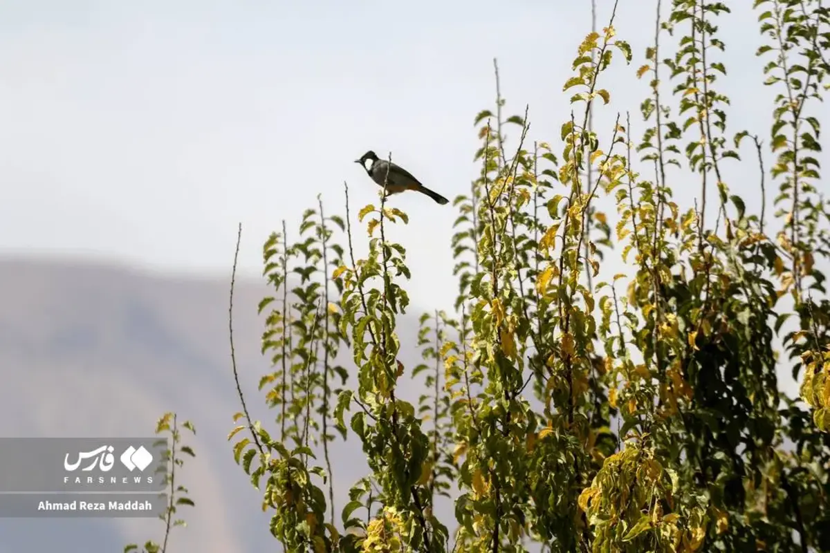 رقص برگ‌های پاییزی در باغ گل‌های شیراز