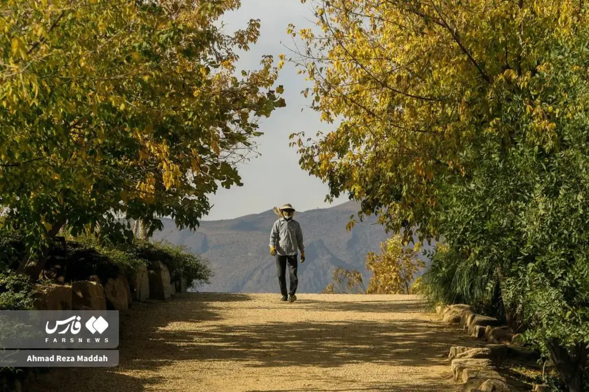 رقص برگ‌های پاییزی در باغ گل‌های شیراز