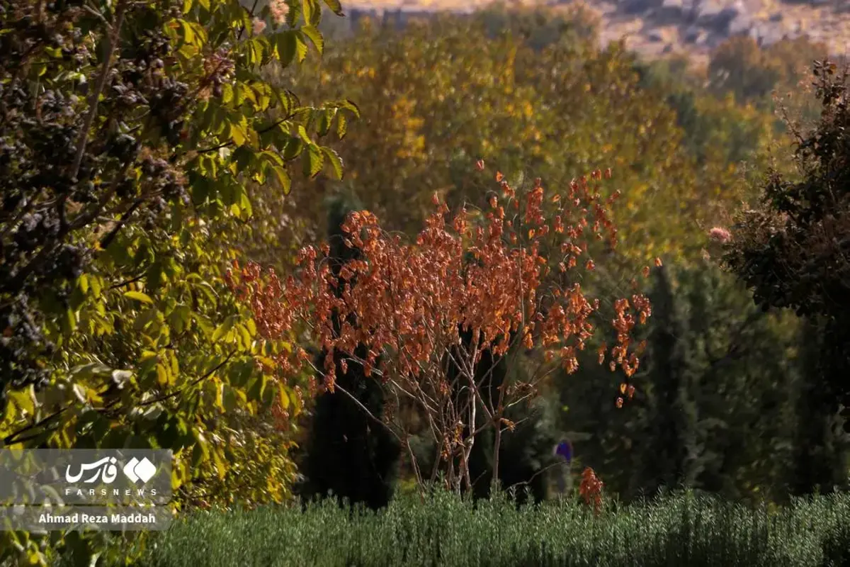 رقص برگ‌های پاییزی در باغ گل‌های شیراز