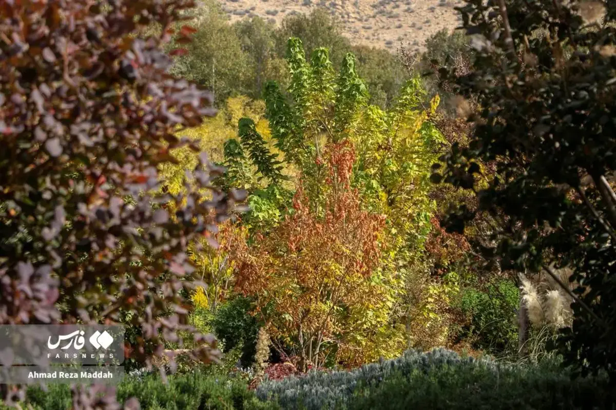 رقص برگ‌های پاییزی در باغ گل‌های شیراز