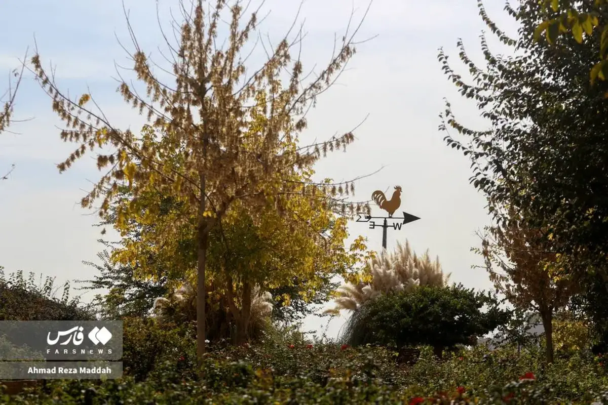 رقص برگ‌های پاییزی در باغ گل‌های شیراز