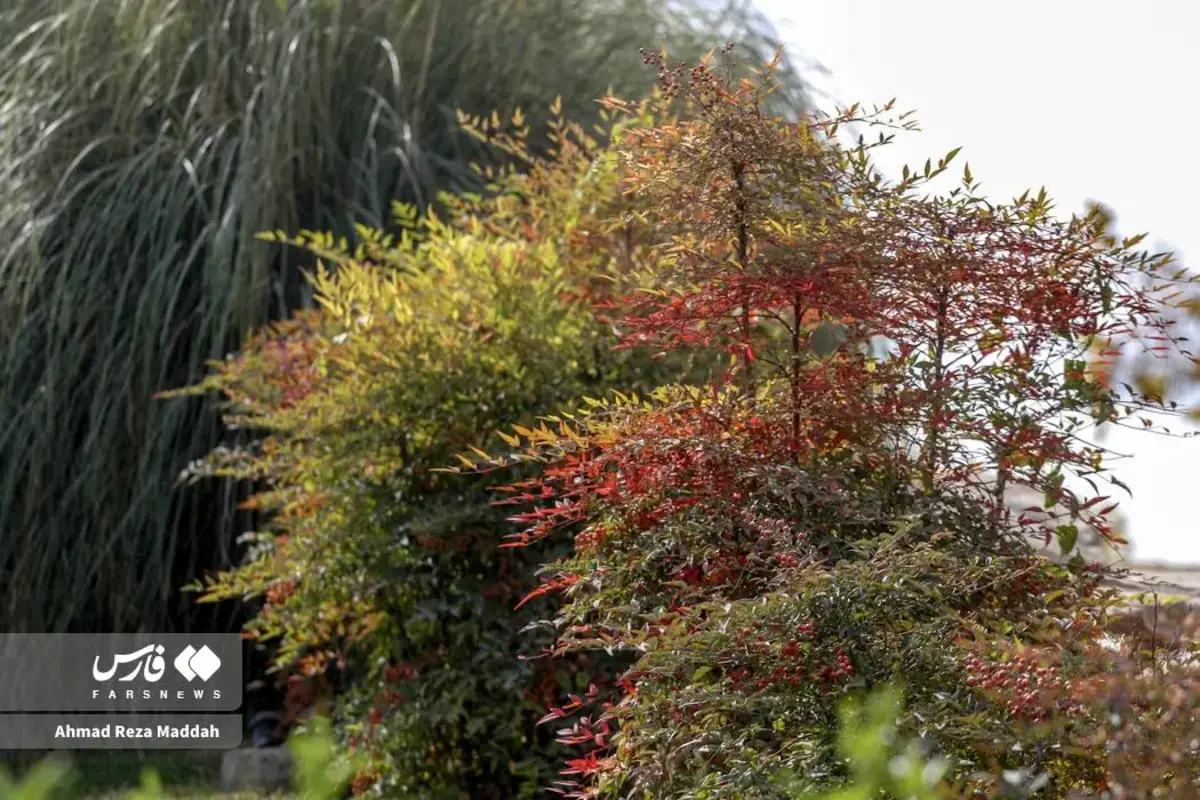 رقص برگ‌های پاییزی در باغ گل‌های شیراز