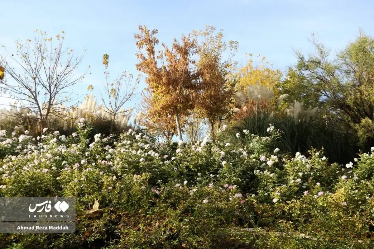 رقص برگ‌های پاییزی در باغ گل‌های شیراز