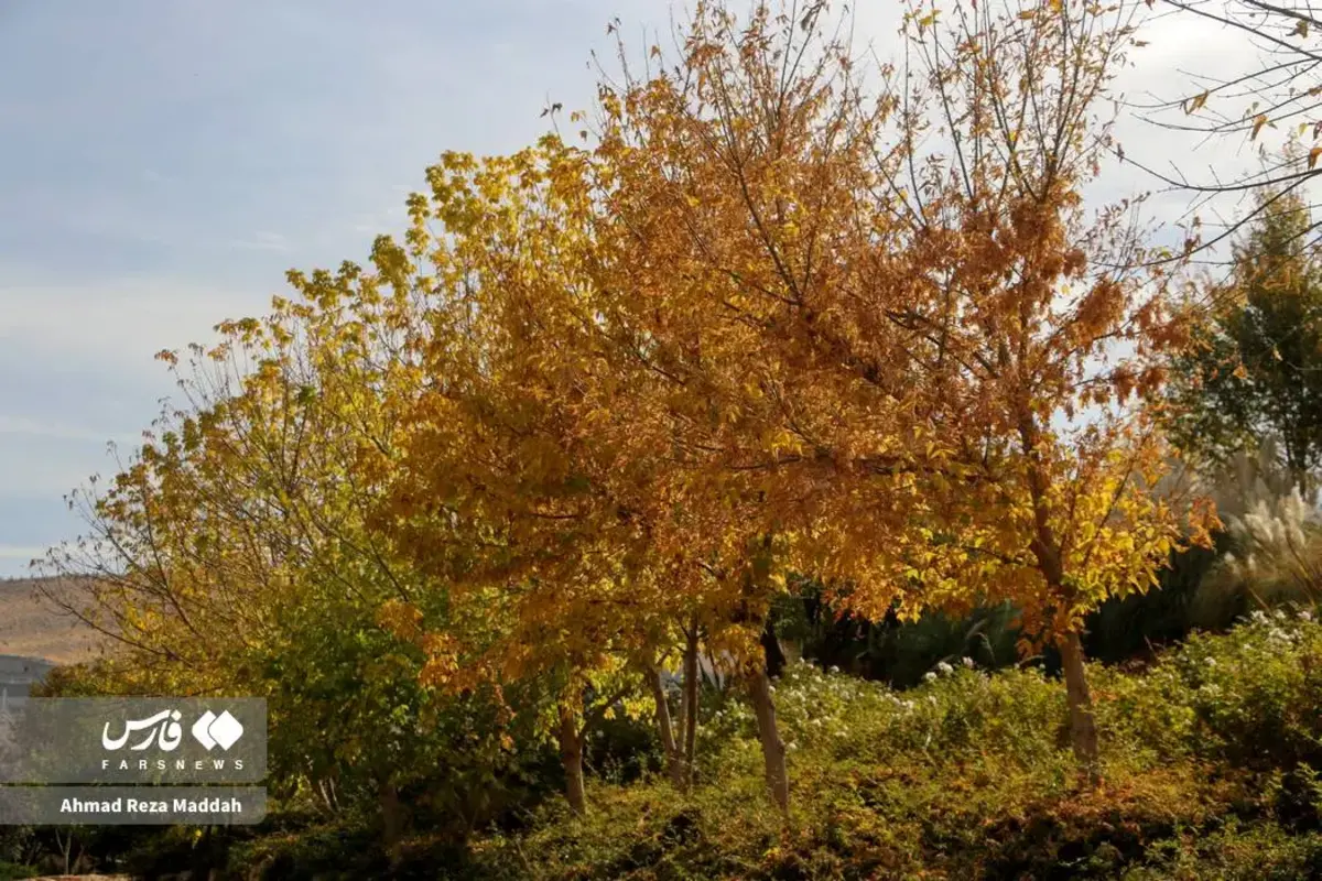 رقص برگ‌های پاییزی در باغ گل‌های شیراز