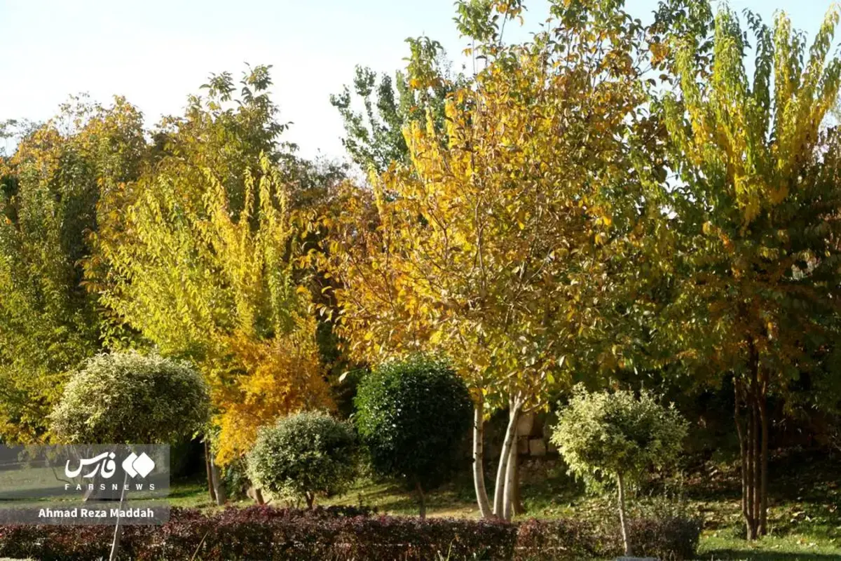 رقص برگ‌های پاییزی در باغ گل‌های شیراز