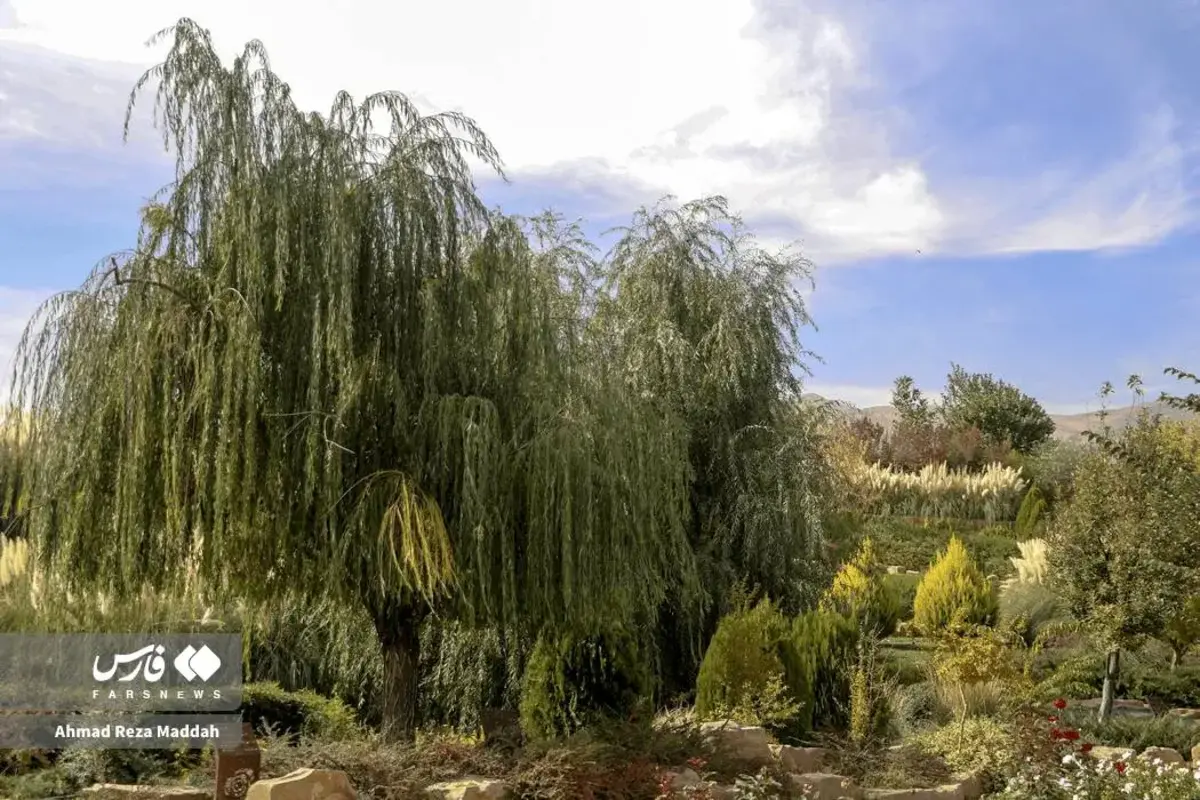 رقص برگ‌های پاییزی در باغ گل‌های شیراز